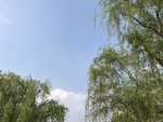 柳树天空