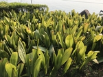 蜘蛛抱蛋