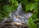 猫 家猫