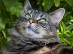 猫 家猫