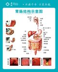 胃肠结构示意图