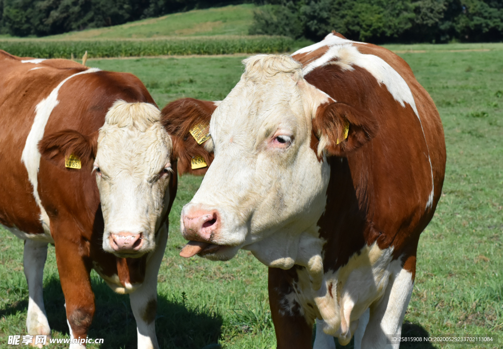 奶牛肉牛牲畜养殖图片