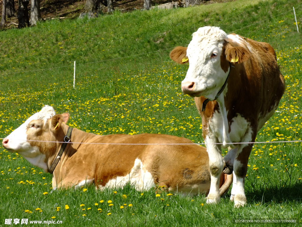 奶牛肉牛牲畜养殖图片