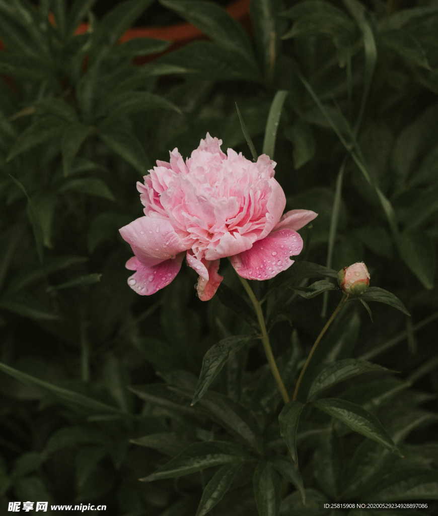 牡丹芍药富贵花图片