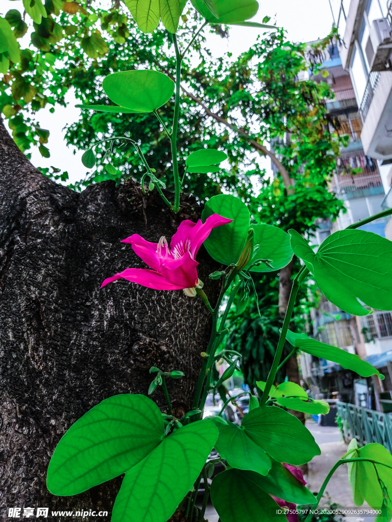 紫荆花树