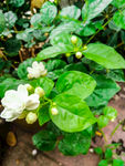 栀子花