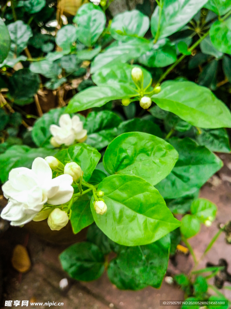 栀子花