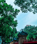 绿叶