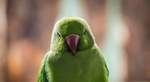 鸟