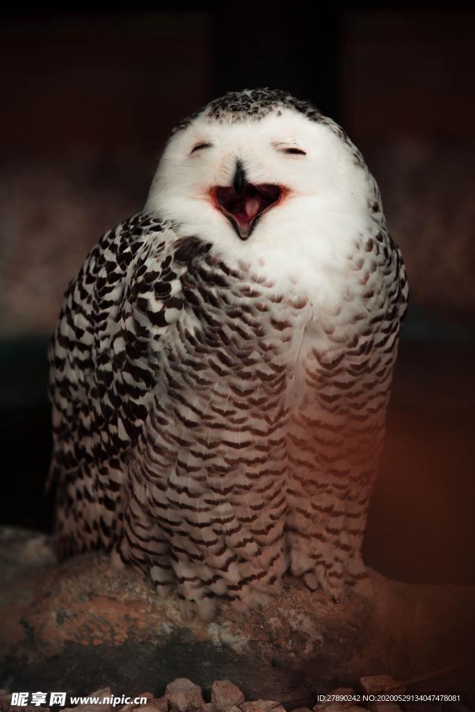 鸟