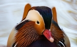 鸭子