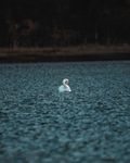 鸭子