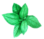 彩绘植物