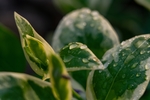 植物 叶子 水滴