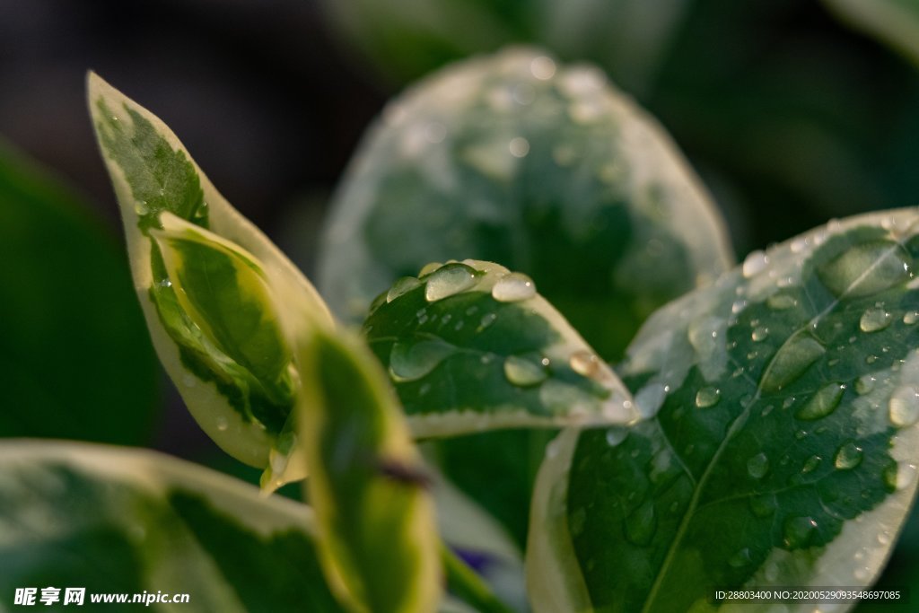 植物 叶子 水滴