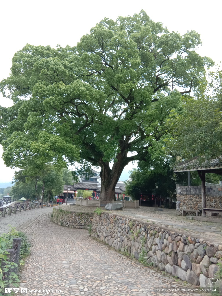 路口古树