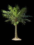 热带植物棕桐树