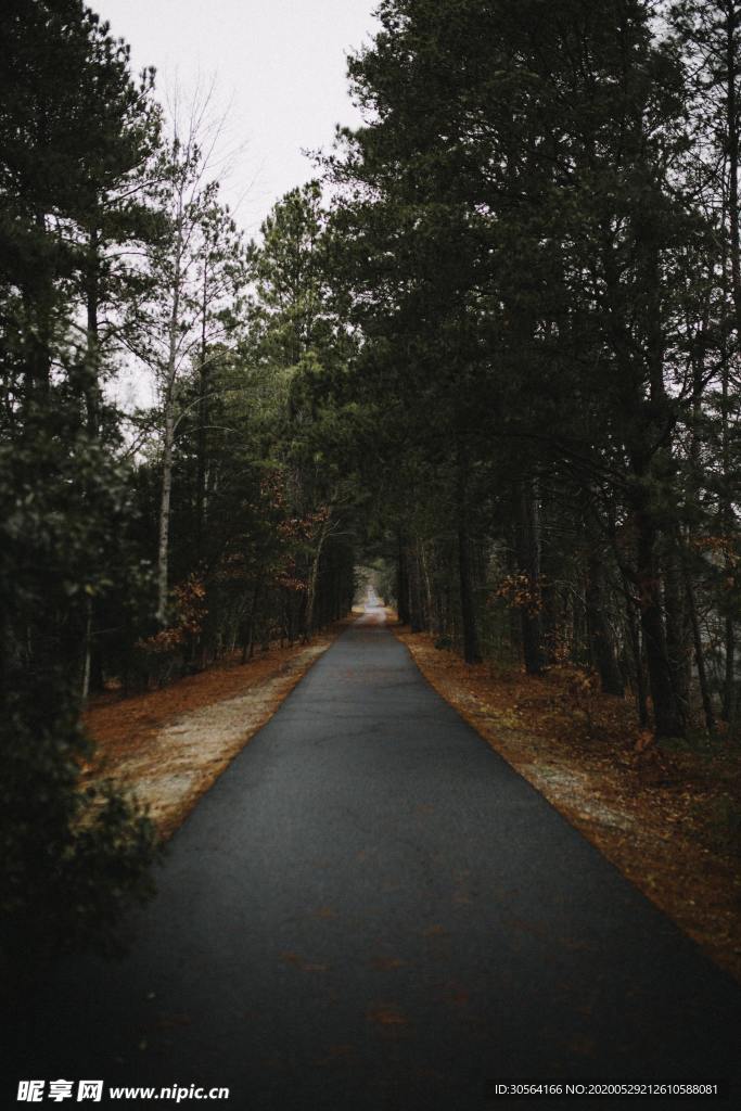 森林道路泊油路文艺清新背景