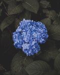花团