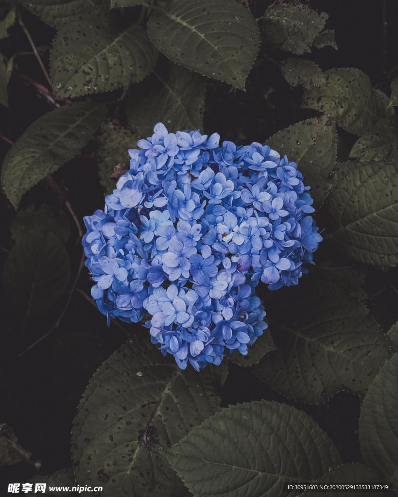 花团