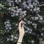 花墙