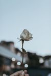手拿白玫瑰