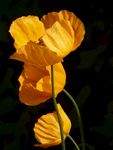 黄花