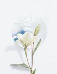 玉兰花