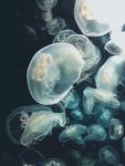 海蜇水母