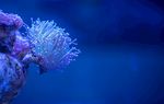 海底生物