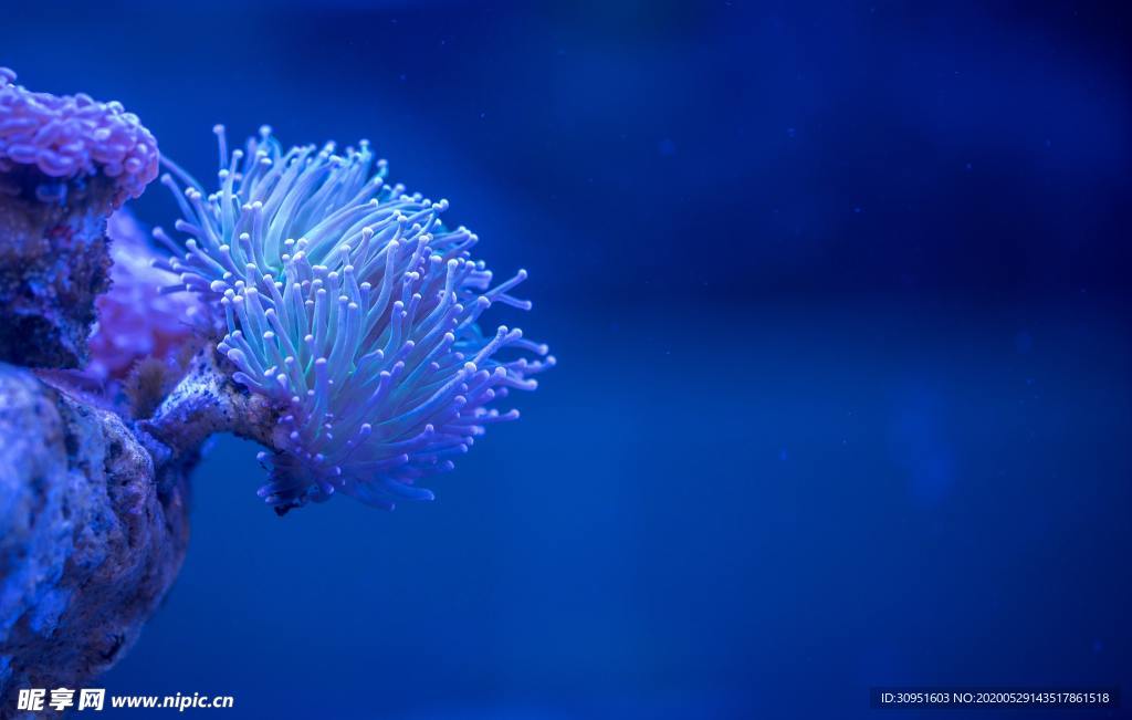 海底生物