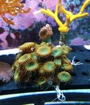 海底生物