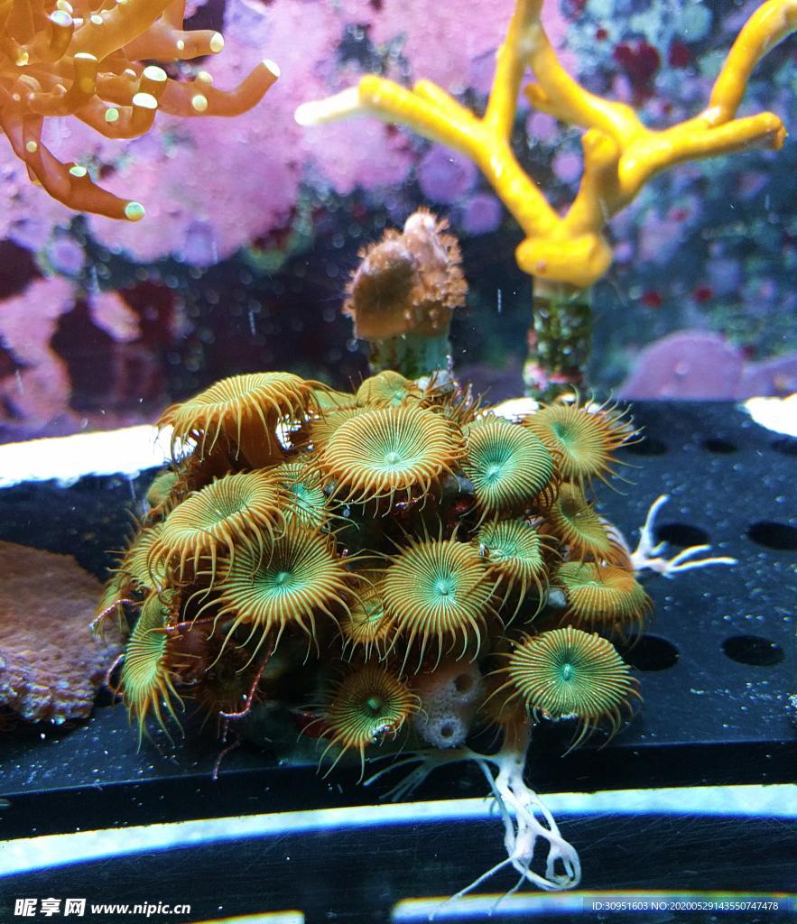 海底生物