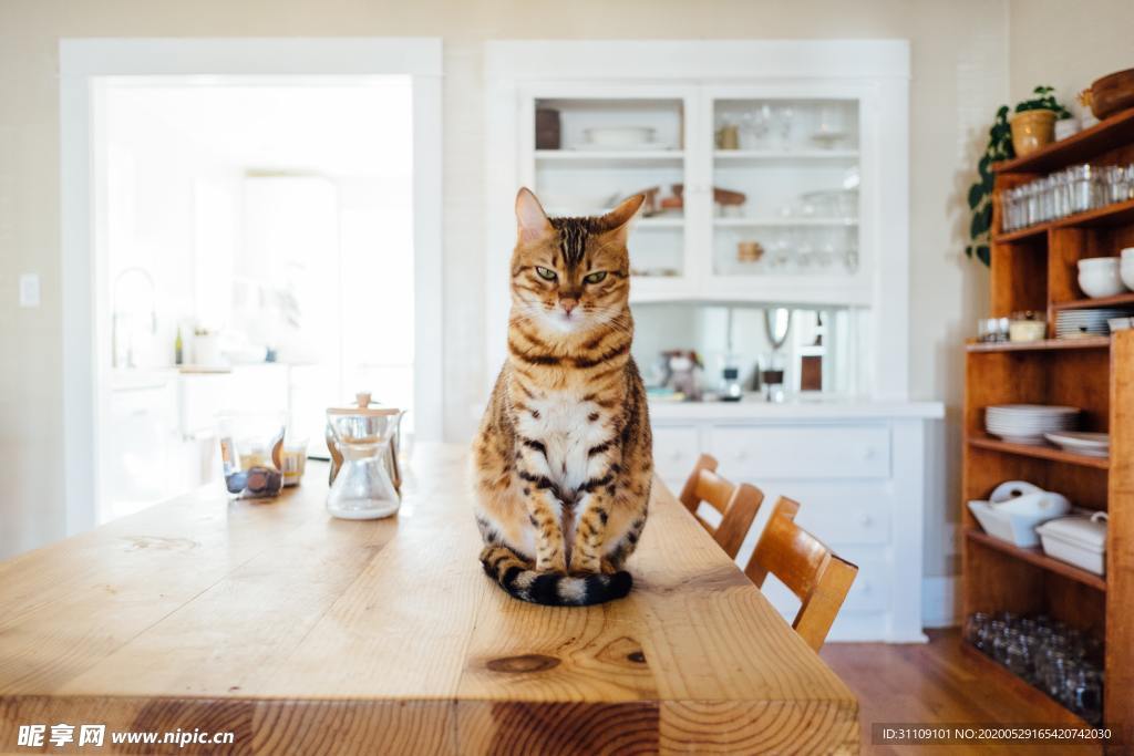 坐在餐桌上庄严橘猫