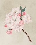 手绘插画粉色海棠花