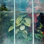 温室橱窗里的植物