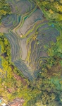 航拍山脉与树林