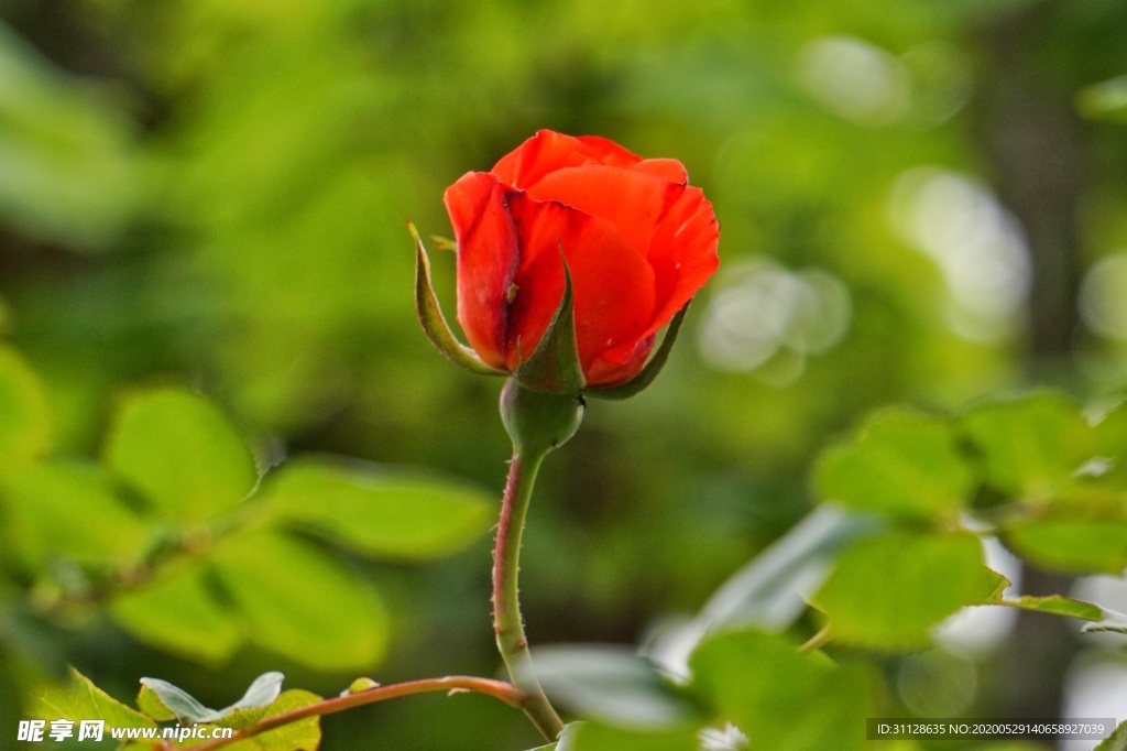 玫瑰花