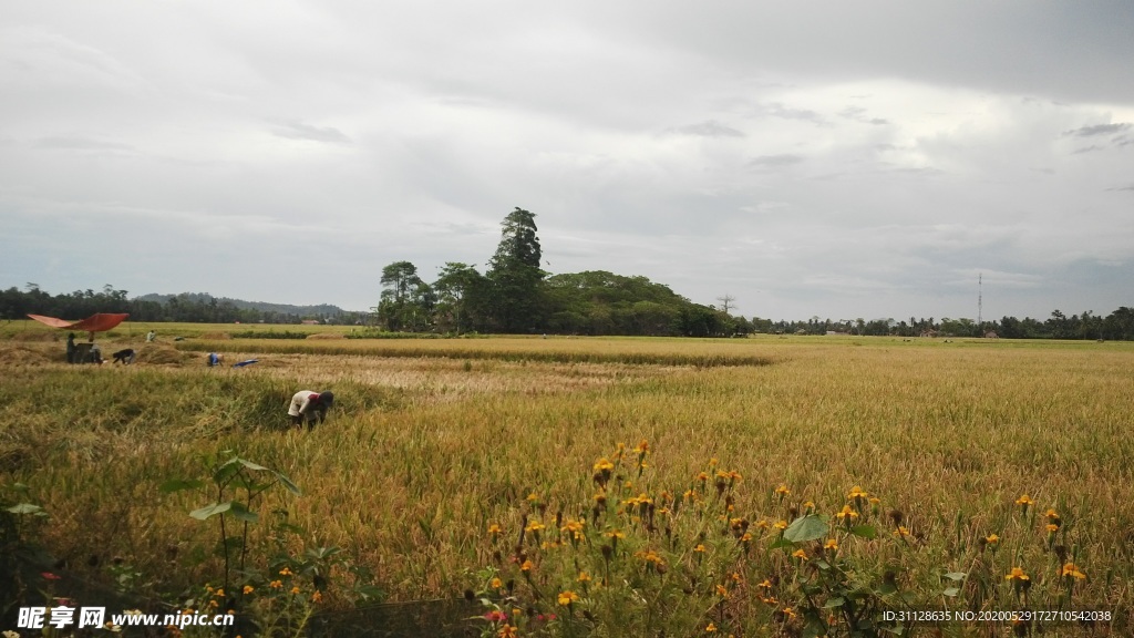 田野 天空