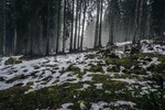 雪后树林