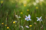 草中小花