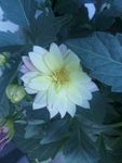 雏菊
