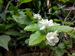 白色茉莉花