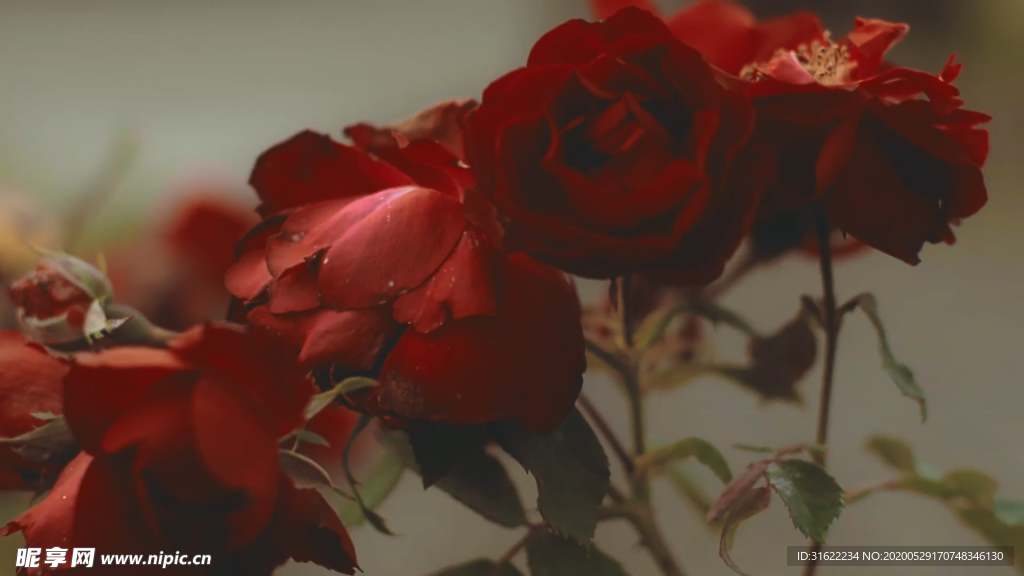 花卉