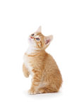 猫咪