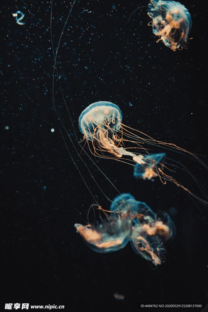 水母