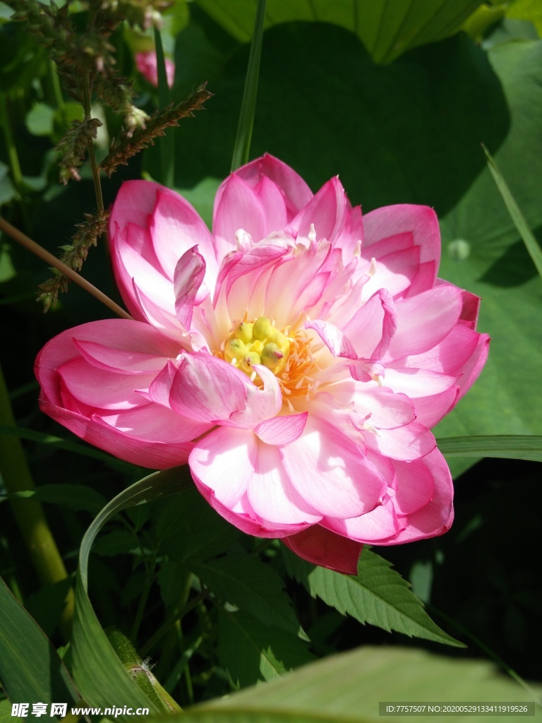 荷花