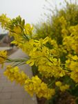 油菜花