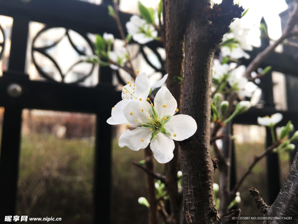 李树花