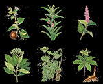 各种植物手绘抠图